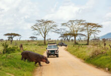 Unexpected Adventures You’ll Find Among the Many Things to Do in Tanzania Beyond Safaris