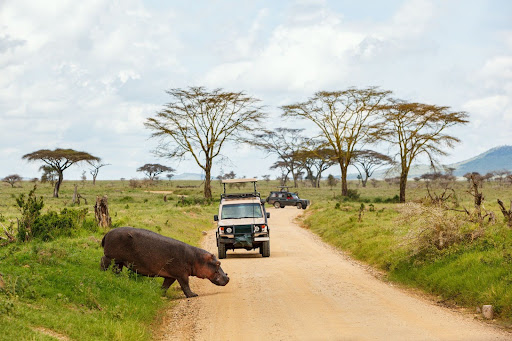 Unexpected Adventures You’ll Find Among the Many Things to Do in Tanzania Beyond Safaris
