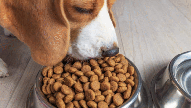 How Purina Wholesale Can Transform Your Pet Business