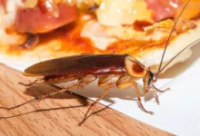 cockroach