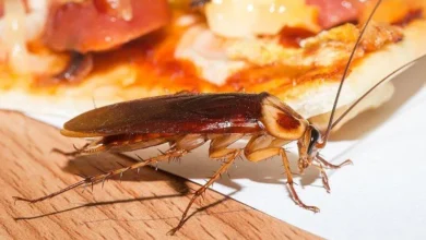 cockroach
