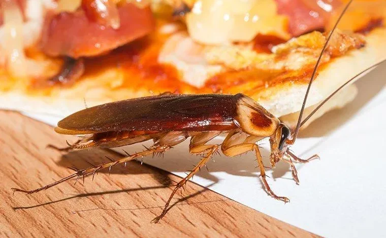 cockroach